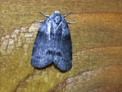 Polygrammate cadburyi