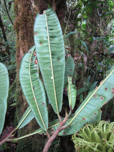 Balsamo (Naucleopsis ulei)