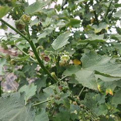 Kearnemalvastrum lacteum