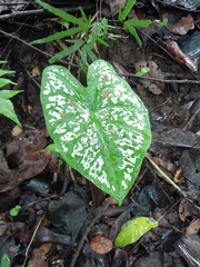 Caladium bicolor image