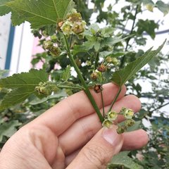 Kearnemalvastrum lacteum