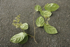 Dichapetalum