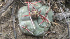 Thelocactus hexaedrophorus hexaedrophorus