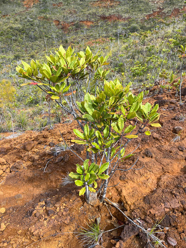 Spiraeanthemum meridionale observed 2023-06-07