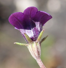 Monopsis simplex