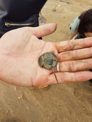 Tachypleus tridentatus