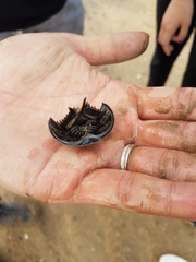 Tachypleus tridentatus