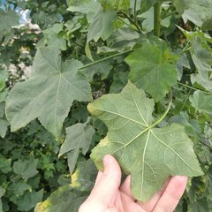 Kearnemalvastrum lacteum