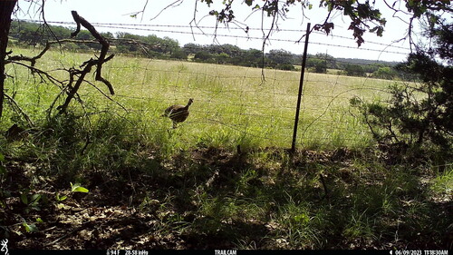 Wild Turkey photographed in Texas