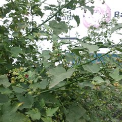 Kearnemalvastrum lacteum