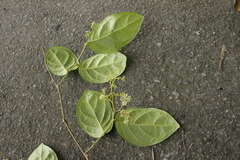 Dichapetalum