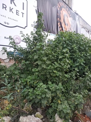 Kearnemalvastrum lacteum