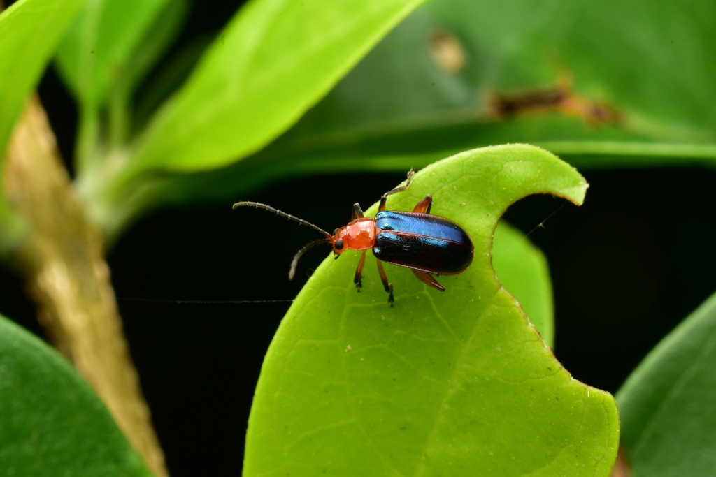 Acanthonycha jacobyi