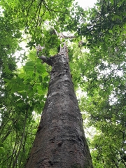 Bursera simaruba image