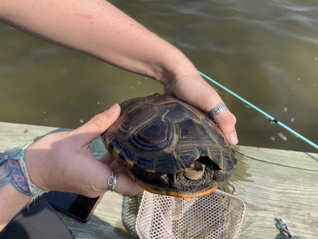 Diamondback Terrapin in June 2023 by harrier. Accidental catch while ...