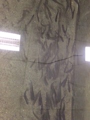 Oncorhynchus clarkii behnkei