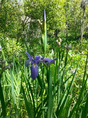Iris giganticaerulea