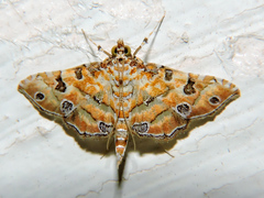 Ommatospila narcaeusalis