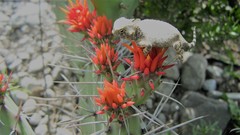 Opuntia stenopetala