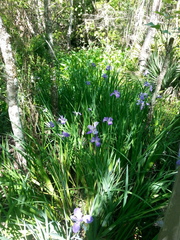 Iris giganticaerulea