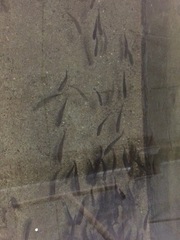 Oncorhynchus clarkii behnkei