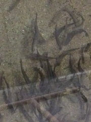 Oncorhynchus clarkii behnkei