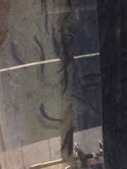 Oncorhynchus clarkii behnkei