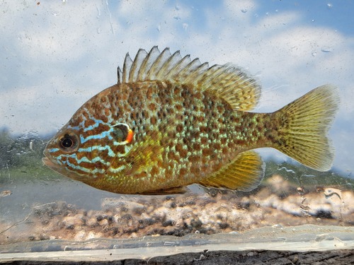 Pumpkinseed