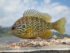 Pumpkinseed photo 4