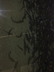 Oncorhynchus clarkii behnkei