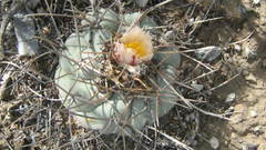 Thelocactus hexaedrophorus