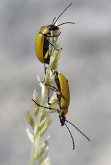 Proctenius granatensis