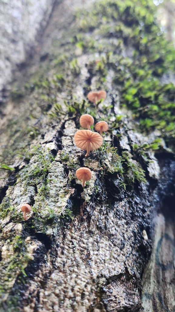 Marasmiellus alliiodorus · June 2023 · photo: © laflorifunga_ (iNaturalist, cc-by)