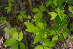 Sanicula trifoliata