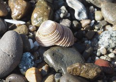 Calliostoma
