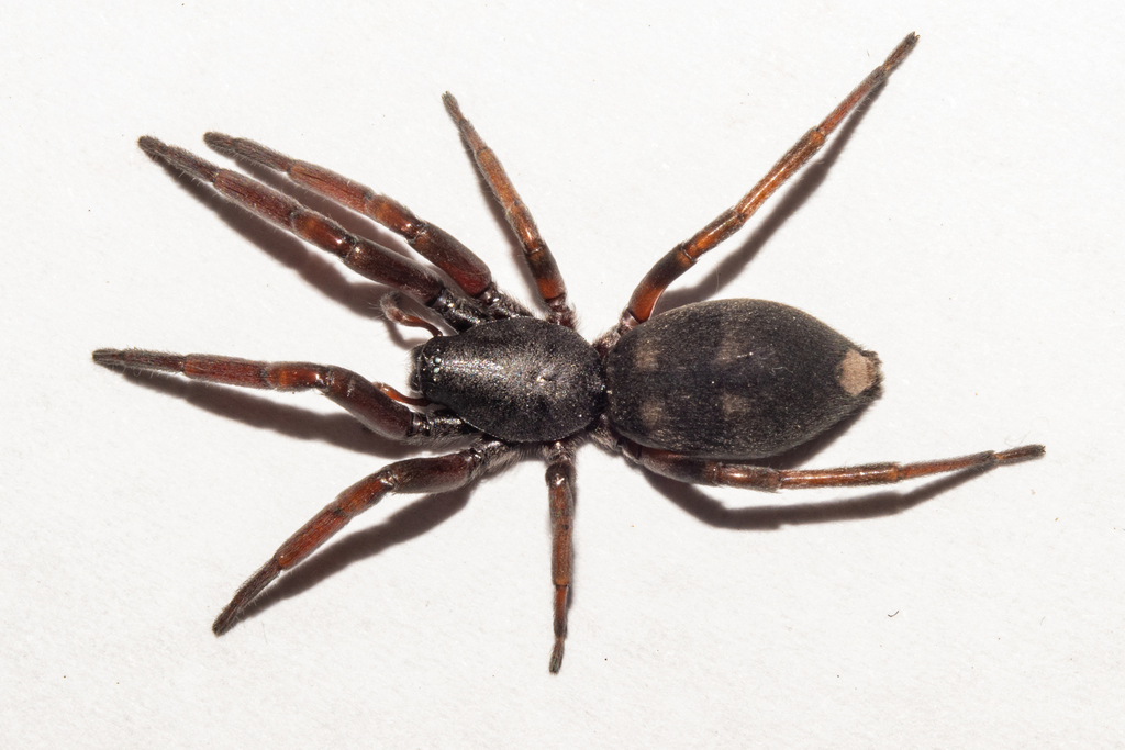 White-tailed Spiders from Ranfurly, New Zealand on June 5, 2023 at 04: ...