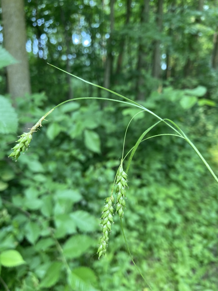 Handsome sedge (Carex formosa)