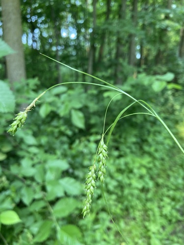 Handsome sedge (Carex formosa)