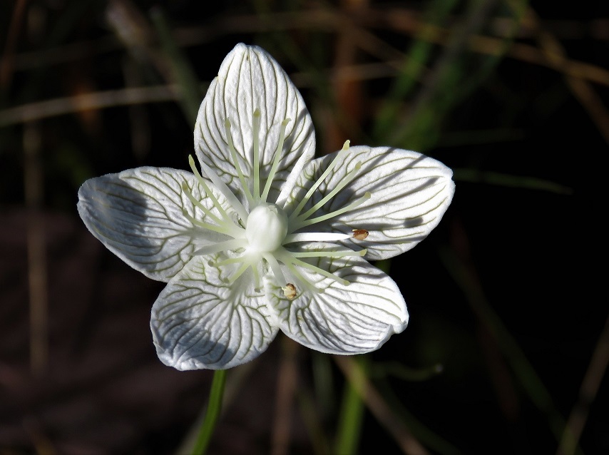 Parnassia caroliniana