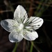 Parnassia caroliniana - Photo (c) j_appleget, algunos derechos reservados (CC BY-NC), subido por j_appleget