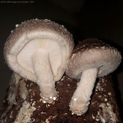Lentinula edodes