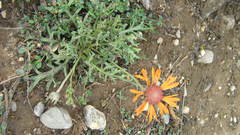 Gaillardia comosa