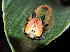 Dynastor darius stygianus