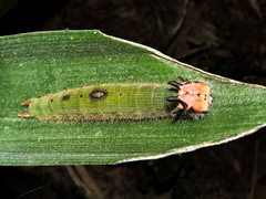 Dynastor darius stygianus