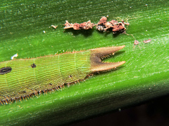 Dynastor darius stygianus