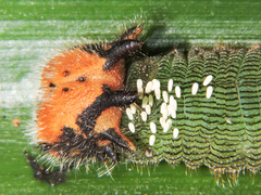 Dynastor darius stygianus