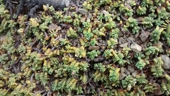Pimelea carnosa