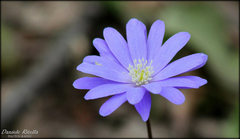 Anemonoides apennina