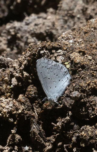 iNaturalist observation photo of Echo Azure