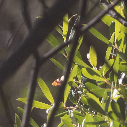 iNaturalist observation photo of Lorquin's Admiral